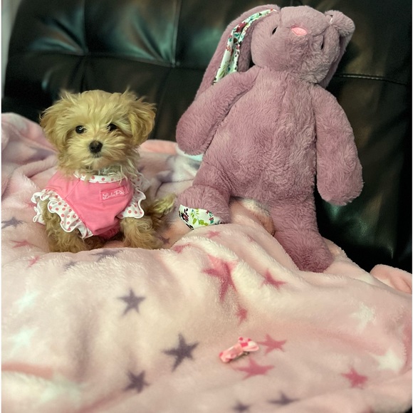 PRINCESS RAYNNE 💗💗💗 - Picture 7 of 17